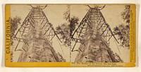 The Mother of the Forest, 305 feet high, 63 feet circumference - near view, Calaveras county. by Lawrence and Houseworth