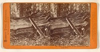 Father of the Forest; 112 feet circumference, Mammoth Grove. by Lawrence and Houseworth