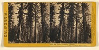 Big Trees - Andrew Johnson, and Wm. Cullen Bryant, Mammoth Grove. by Lawrence and Houseworth