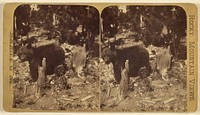 Bear among tree stumps by Wellington O Luke