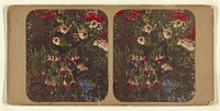 Fuschias and other flowers by London Stereoscopic and Photographic Company