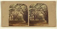 View in Greenwich Park. by London Stereoscopic and Photographic Company