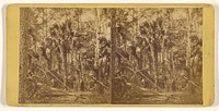 St. John's River and its Tributaries. - Palmettoes in the depth of a Florida forest. by Rufus Morgan