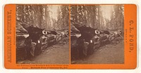 Entrance to the Horseback Ride in the Father of the Forest. Mammoth Trees of Calaveras Co., Cal. by C L Pond