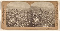 A Family of Cotton Pickers, Georgia, U.S.A. by B L Singley