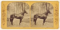 Horse....Josh Billings, Macon, Georgia
