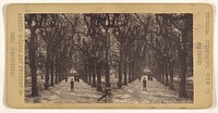 Oxford. Lime Walk, Trinity College. by Universal Stereoscopic View Company