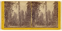 Distant View of the Yosemite Falls looking down the Valley, Yosemite Valley, Mariposa County, Cal. by Carleton Watkins