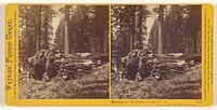 Remains of the Father of the Forest, Mariposa Grove, Mariposa County, Cal. by Carleton Watkins