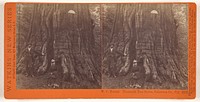 W.C. Bryant. Mammoth Tree Grove, Calaveras Co., Cal. by Carleton Watkins