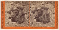 Cactus, (Cereus Englemanni.) Arizona. by Carleton Watkins