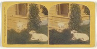 Cat on porch, dog on grass by Franklin G Weller