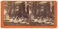 Harrison Camp, Big Trees, Felton, Santa Cruz, Co., Cal. by Carleton Watkins