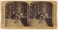 The Fallen Monarch (24 feet in Diameter), Mariposa Grove, California, U.S.A. by Strohmeyer and Wyman