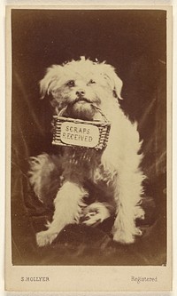 "Scraps Received" [small white dog holding a basket in its mouth] by S Hollyer