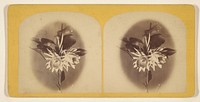 Night Blooming Cereus. Photographed with Magnesium Light At 1 O'clock, A.M. Monday, Aug. 26th, 1872. by Jotham A French