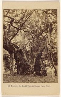 Ludlow, the Druid Oaks in Oakley Park, No. 2. by Francis Bedford