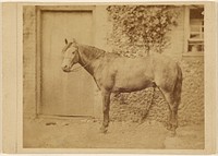 Horse, standing