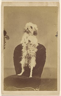 Small white dog on hind legs in plain chair by O Lawson