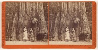 Section of Redwood Tree, Big Tree Grove, Felton, Santa Cruz Co., Cal. by Carleton Watkins
