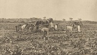 The Mangold Harvest by Peter Henry Emerson