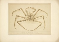 Crab by Bisson Frères, Louis Amédée Mante and Lemercier et Cie