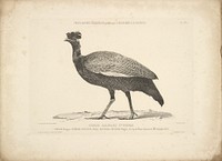 Guineau Fowl by Bisson Frères, Louis Amédée Mante and Lemercier et Cie