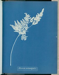 Anemia adiantifolia by Anna Atkins and Anne Dixon