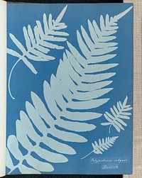 Polypodium vulgare, British by Anna Atkins and Anne Dixon