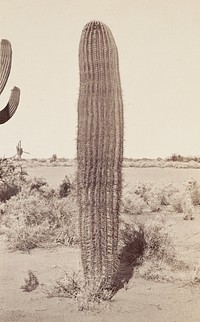 Cactus by Carleton Watkins
