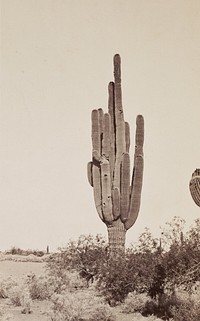 Cactus by Carleton Watkins