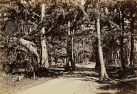 Road through Cypress Grove by Carleton Watkins