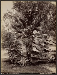 Sage Palm, Los Angeles, Cal. (#4189) by Carleton Watkins