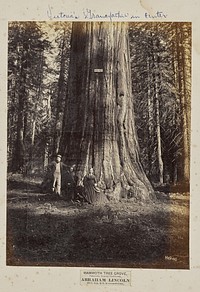 Mammoth Tree Grove, Calaveras County, California. Abraham Lincoln. 320 Feet High, 54 Feet in Circumference by Eadweard J Muybridge