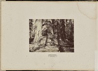 Mammoth Tree Grove, Calaveras County, California. The Salem Witch Group. Average 300 Feet High, 65 Feet in Circumference by Eadweard J Muybridge