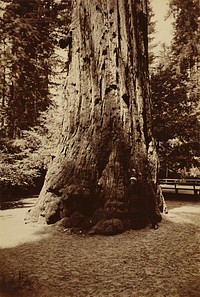 Big Tree Felton (Redwood), Santa Cruz by Carleton Watkins