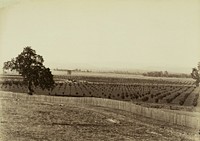 Young Orchard, Palermo, Butte County by Carleton Watkins