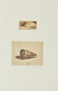 Two etchings by Rembrandt: "Sleeping Puppy" and "The Shell (Conus Marmoreus)" by Bisson Frères