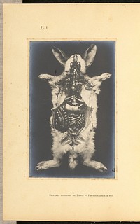 Organes internes du Lapin - Photographie a sec by A L Donnadieu