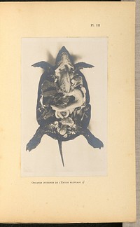 Organes internes de l'Emyde fluviale [mâle] by A L Donnadieu