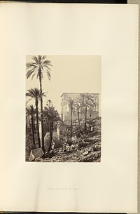 Group of Palms in Philae by Francis Frith