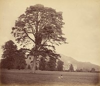 Great Scots Fir on Lawn by Vernon Heath