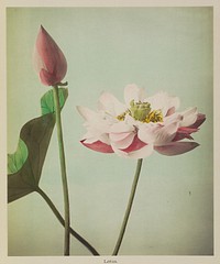 Lotus by Kazumasa Ogawa