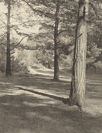 The Woods at Oxshott by Frederick H Evans