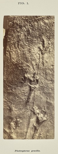 Plectropterna gracilis by John L Lovell