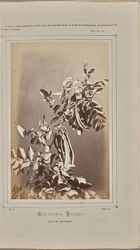 Ceratonia siliqua, cueilli à Èze (Alpes-Maritimes) by W de Bray