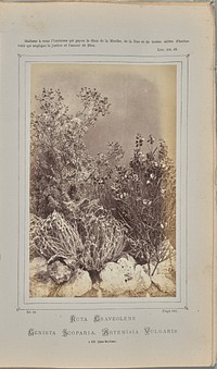 Ruta graveolens, Genista scoparia. Artemisia vulgaris, à Èze(Alpes-Maritimes) by W de Bray
