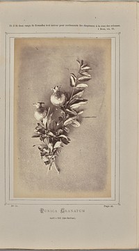 Punica granatum, cueilli à Nice (Alpes-Maritimes) by W de Bray