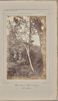 Juniperus oxycedrus, à Menton (Alpes-Maritimes) by W de Bray
