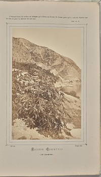 Ricinus communis, à Èze (Alpes-Maritimes) by W de Bray